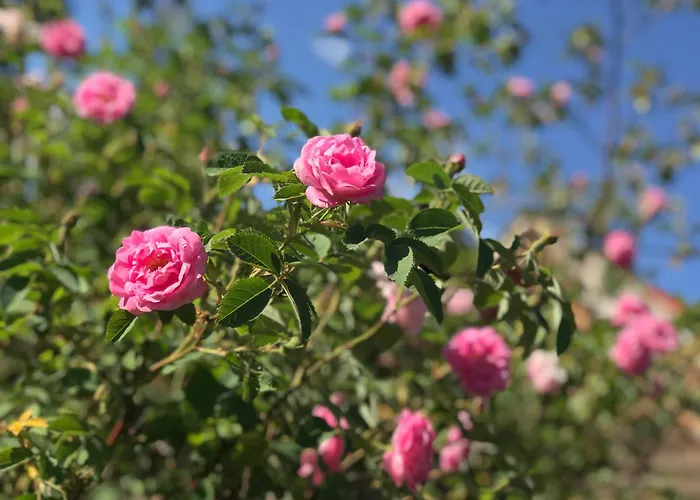 Bed & Breakfast Sevletunet And 4*