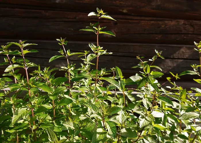 Sevletunet B&b&cabins